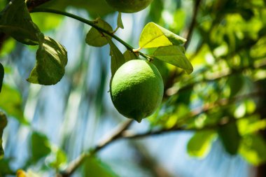 Yeşil olgun limon ağacı üzerinde 