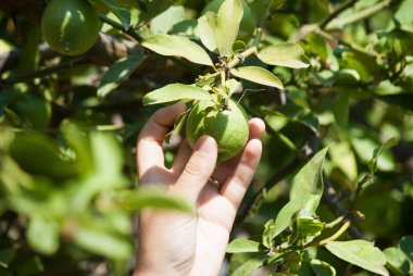 Yeşil olgun limon ağacı üzerinde 