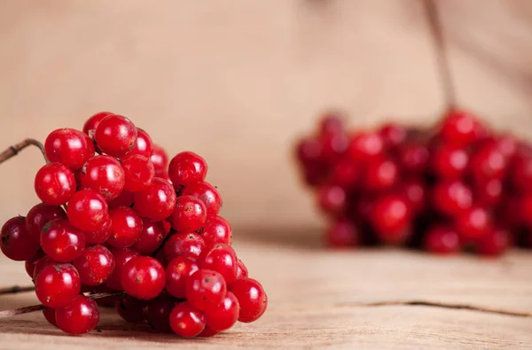 Ripe red viburnum — Stock Photo, Image