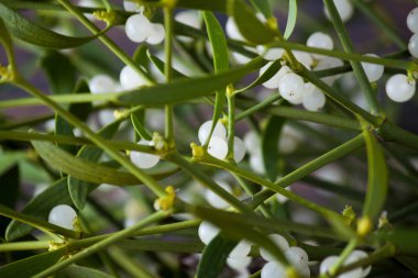 Yeşil ökse otu yakın çekim