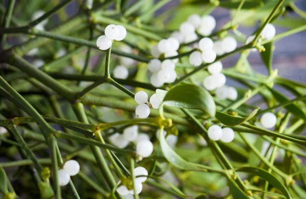 Gröna mistel närbild — Stockfoto