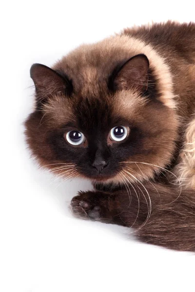 Портрет сиамської кішки — стокове фото