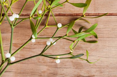 Yeşil ökse otu yakın çekim. 