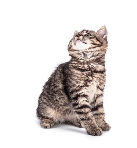 Porträtkatze isoliert — Stockfoto