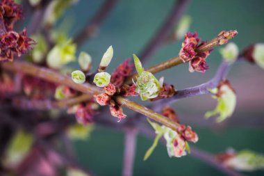 Bahar dalı yakın çekim