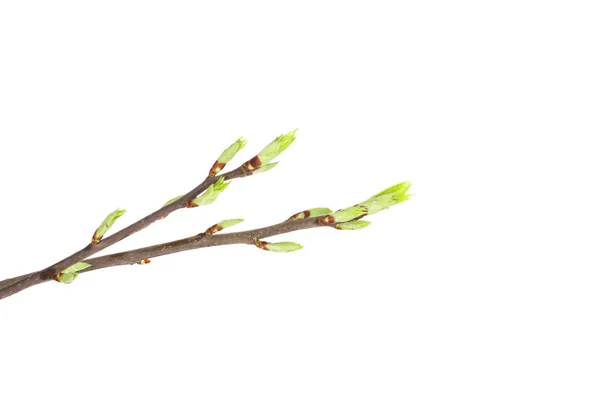 Jarní větve izolované — Stock fotografie