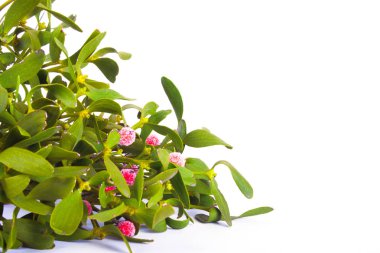 İzole yeşil ökse otu 