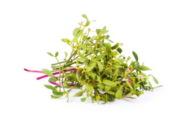 İzole yeşil ökse otu 