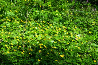 yazın güneşli Orman ağaçları 