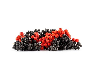 Olgun siyah ve kırmızı rowan 