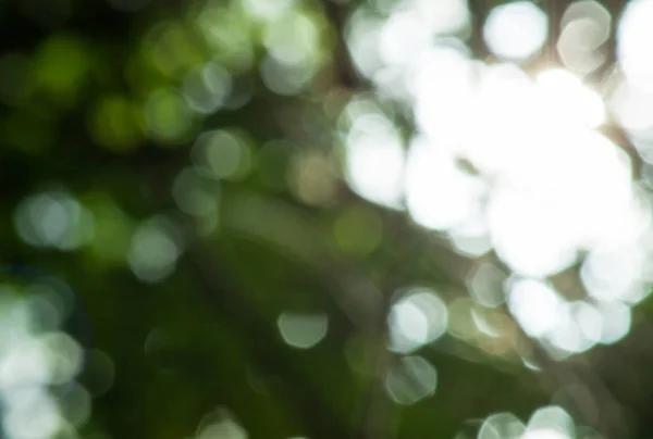 Naturgrün mit verschwommenem Hintergrund — Stockfoto