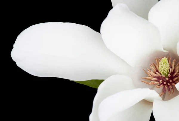 Vit magnolia flower närbild. — Stockfoto