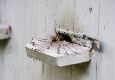 Arılar kovanın yakınında uçar.