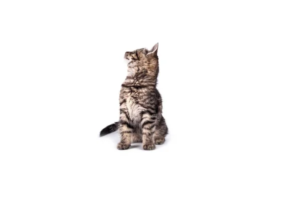 Retrato gato isolado — Fotografia de Stock