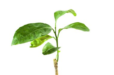 Dekoratif mandalina yakın çekim