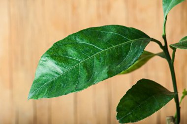 Dekoratif mandalina yakın çekim