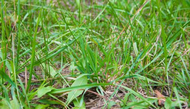 Yeşil çimenlerin üzerinde doğa