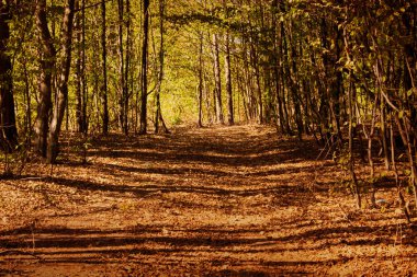 Güneşli bir günde yeşil orman