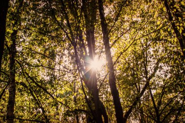 Güneşli bir günde yeşil orman