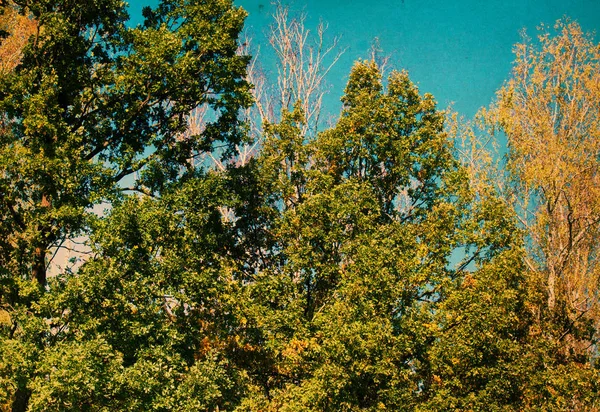 Groen bos op een zonnige dag — Stockfoto