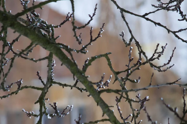 Rama de árbol con nieve — Foto de Stock