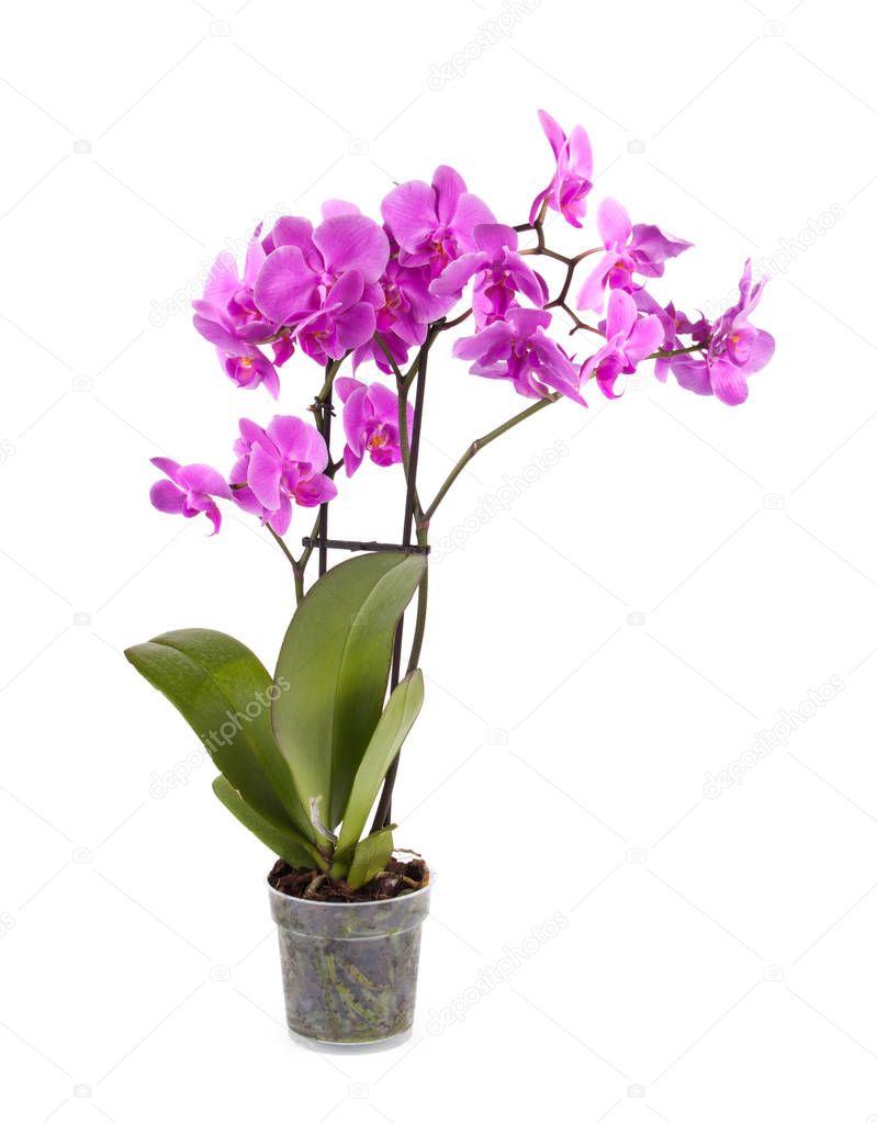 Purple orchid close up