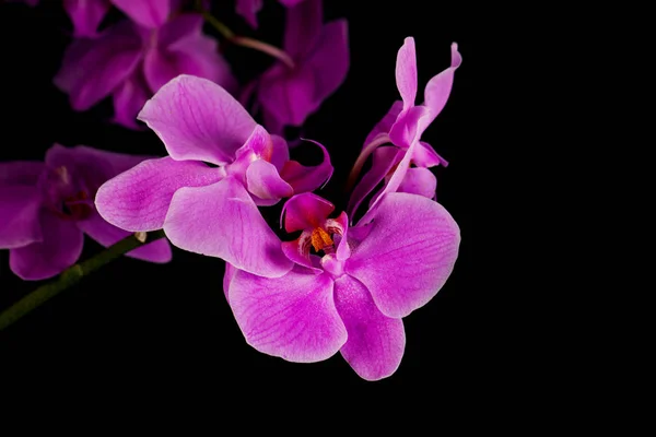 Fialová orchidej zblízka — Stock fotografie