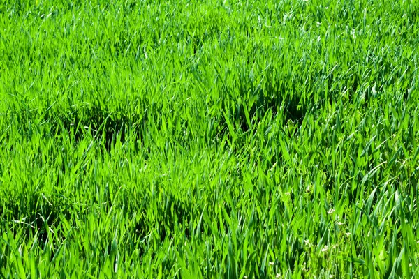 Frisches grünes Gras aus nächster Nähe — Stockfoto