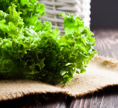 Taze yeşil salata yaprağı yakın çekim