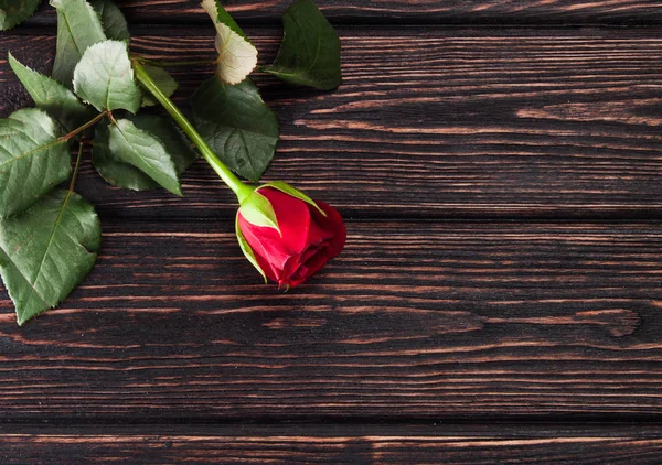 彩色新鲜的玫瑰 — 图库照片