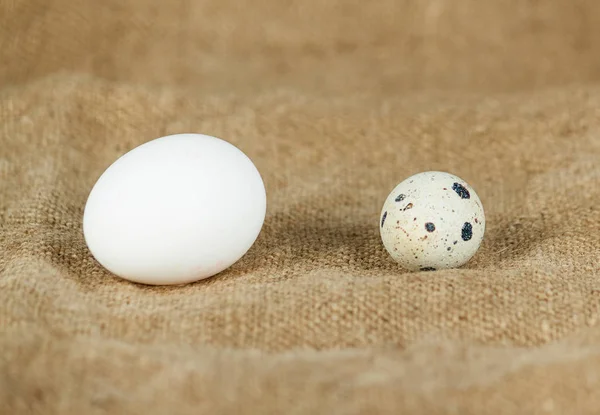 Ovos de codorna fechar — Fotografia de Stock