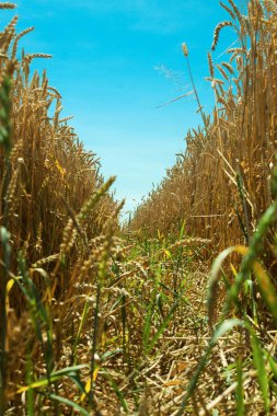 Mısır alanında olgun kulak