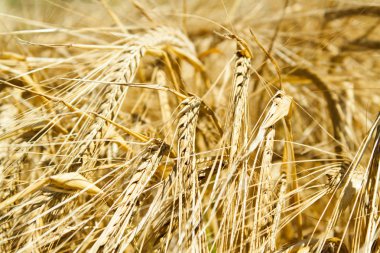 Mısır alanında olgun kulak