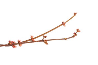 Beyaz arka plan üzerinde izole Bahar Dalı