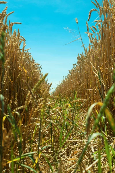 Ripe ear of corn on the field — Stock Photo, Image