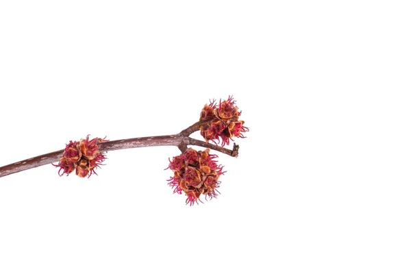 白い背景上に分離されて春枝 — ストック写真