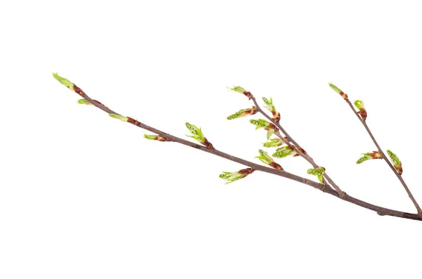 Jarní větve izolovaných na bílém pozadí — Stock fotografie