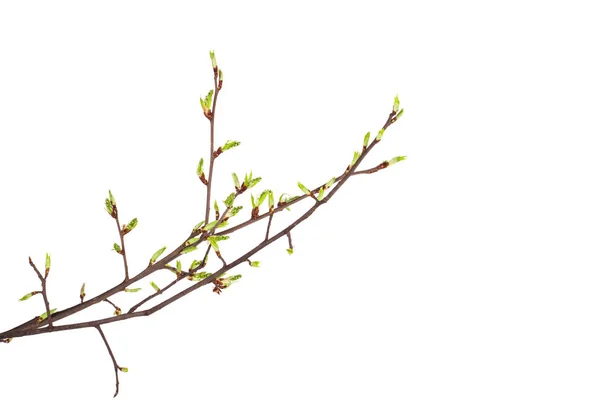 Branche de printemps isolée sur fond blanc — Photo