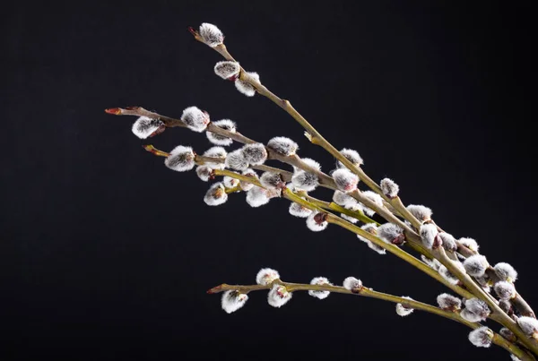 Willow branch on wood background — Stock Photo, Image