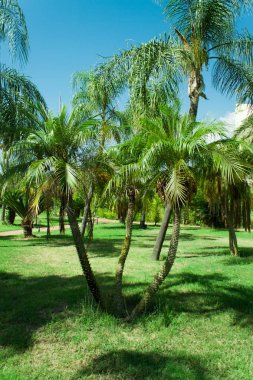 Yeşil palmiye ağacı