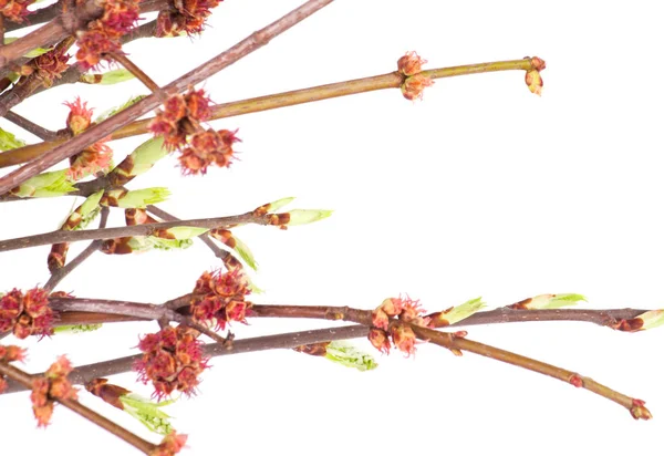 Rama de primavera aislada sobre fondo blanco — Foto de Stock