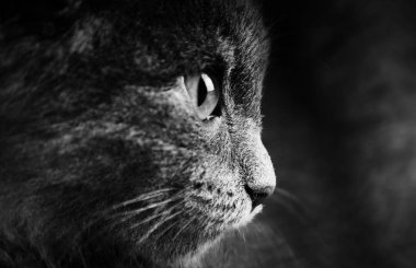 Portre kedi yakın çekim