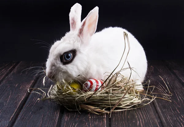 White rabbit with easter eggs
