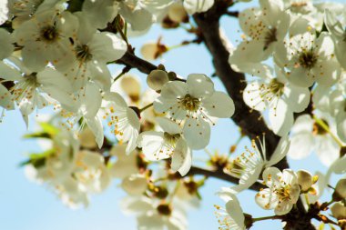 Doğada bahar çiçeği