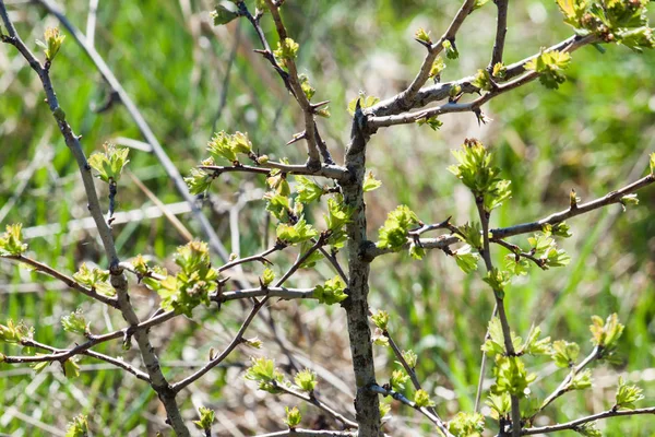 Våren gren närbild — Stockfoto