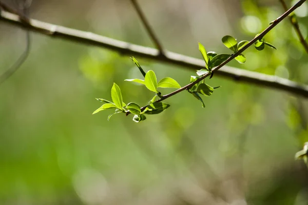 Våren gren närbild — Stockfoto