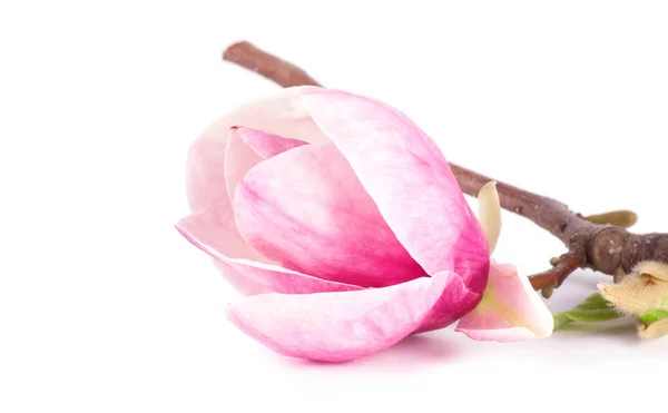 Par rosa magnolia blomma — Stockfoto