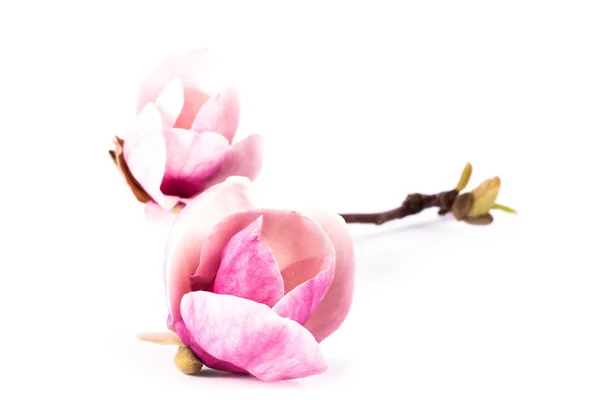 Paar magnolia roze bloem — Stockfoto