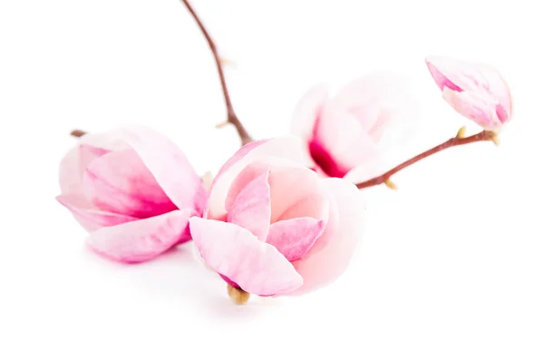 Paar magnolia roze bloem — Stockfoto