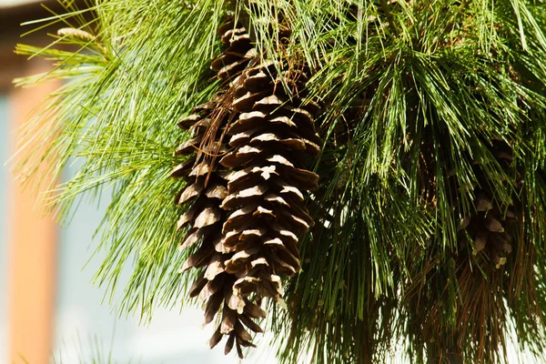 Cone de pinho na árvore — Fotografia de Stock